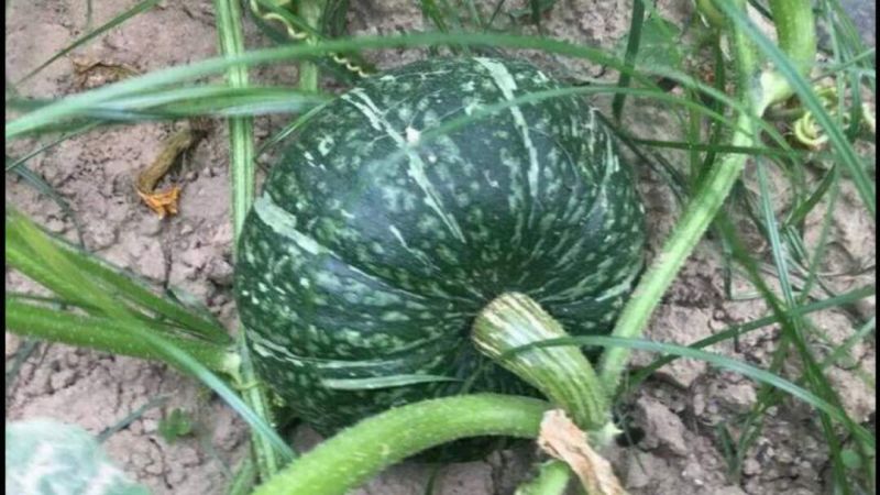 山西板栗南瓜大量上市，量大从优，品质保障，全国发货