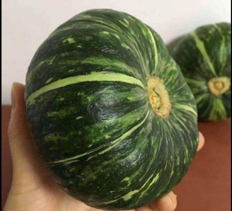 山西板栗南瓜大量上市，量大从优，品质保障，全国发货