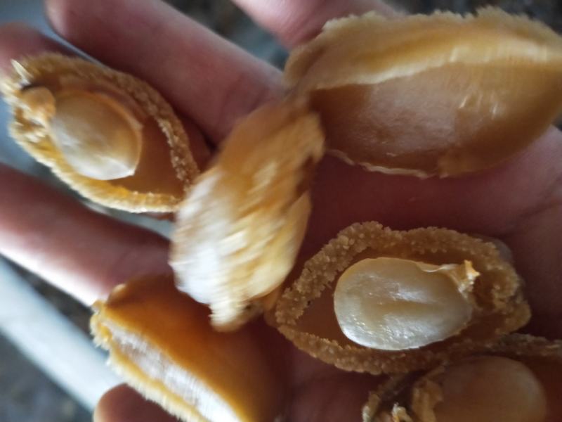 鲍鱼肉干十足干度上等货常年有货一手货源不包邮支持一件代发