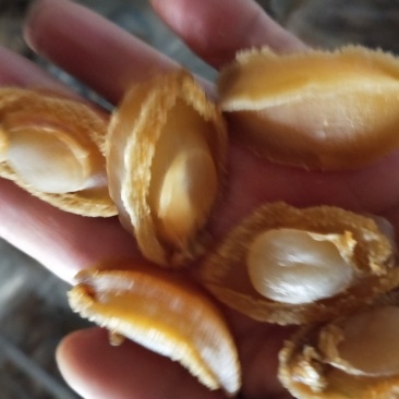 鲍鱼肉干十足干度上等货常年有货一手货源不包邮支持一件代发