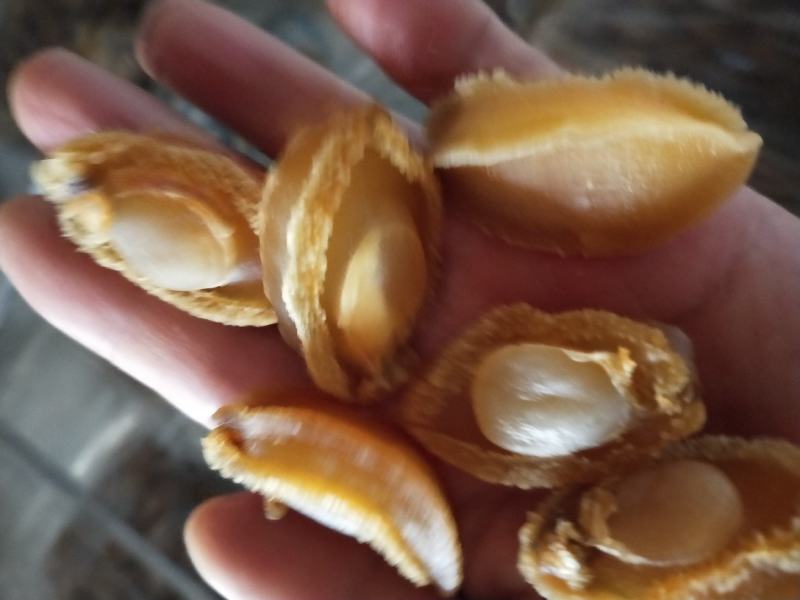 鲍鱼肉干十足干度上等货常年有货一手货源不包邮支持一件代发