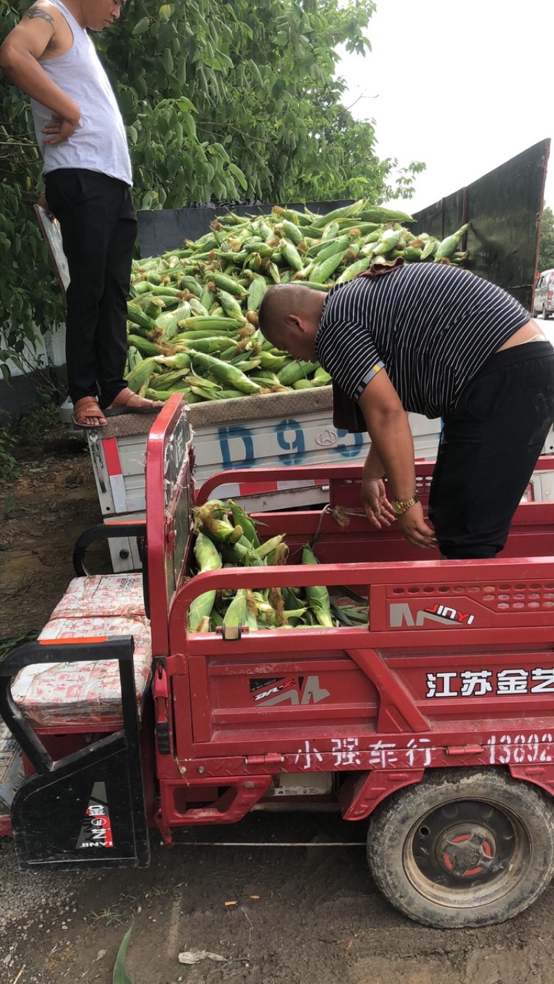 万糯2000大量有货，需要的朋友可以联系