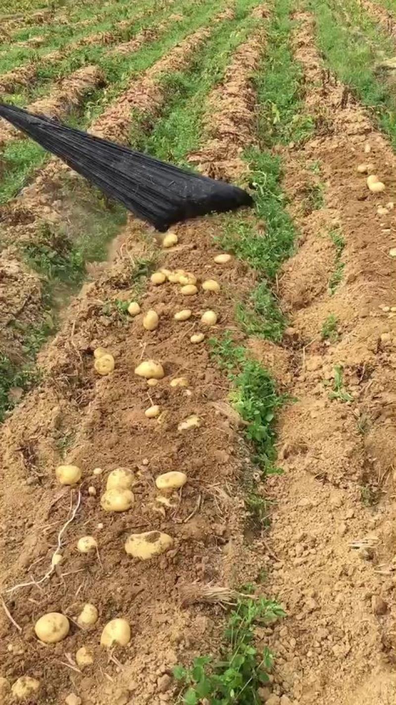 河北承德围场大土豆