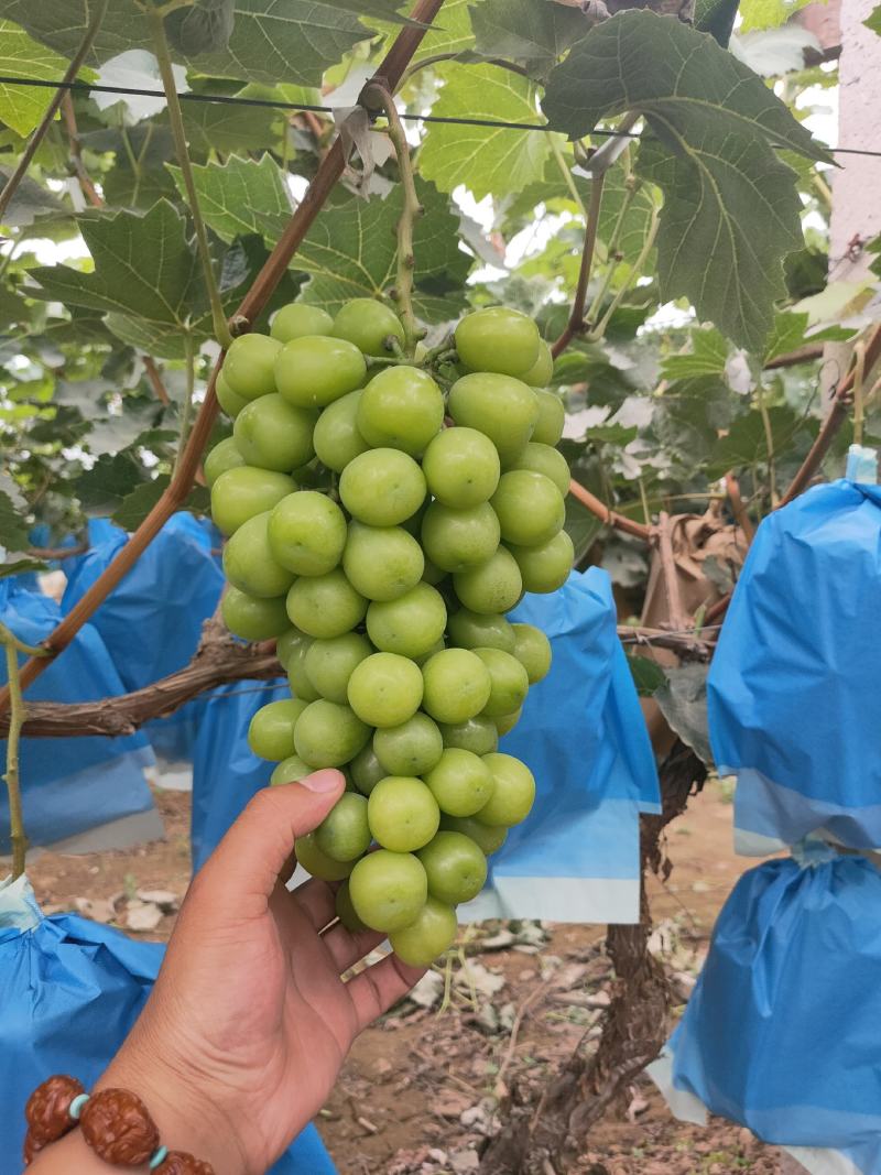 河北石家庄大量冷棚阳光玫瑰葡萄大量下树欢迎订购