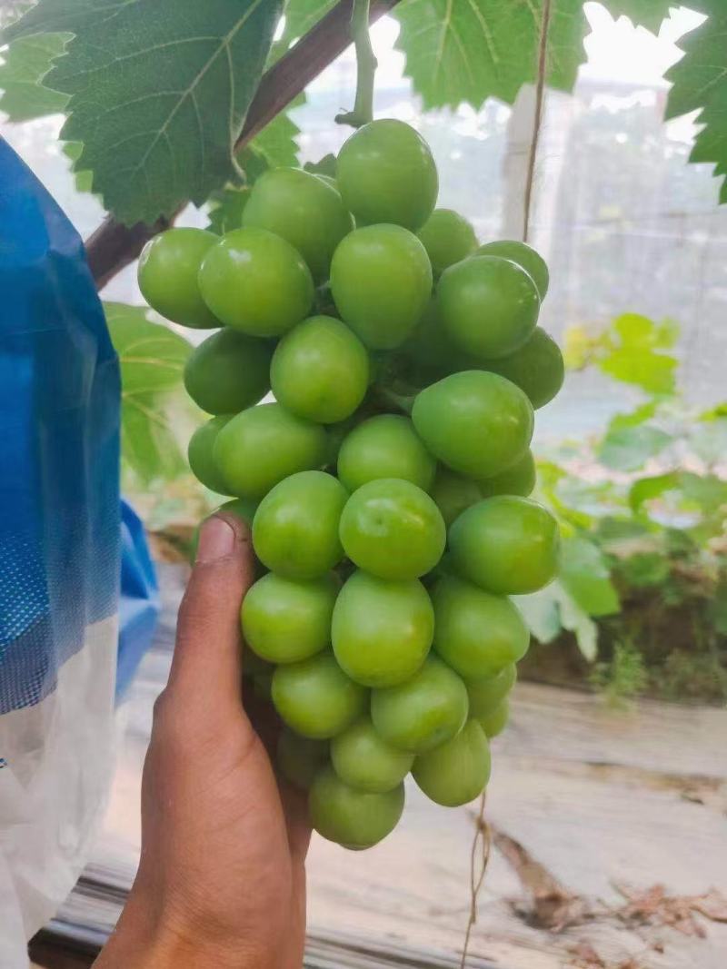 河北石家庄大量冷棚阳光玫瑰葡萄大量下树欢迎订购