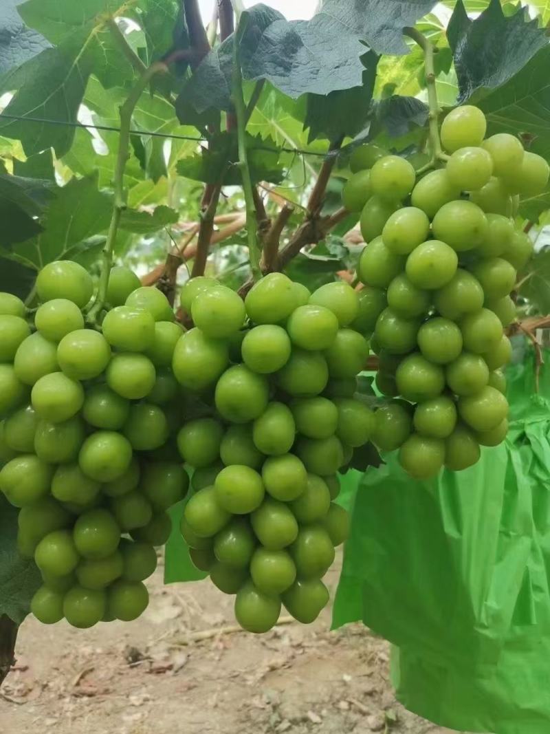 河北石家庄大量冷棚阳光玫瑰葡萄大量下树欢迎订购