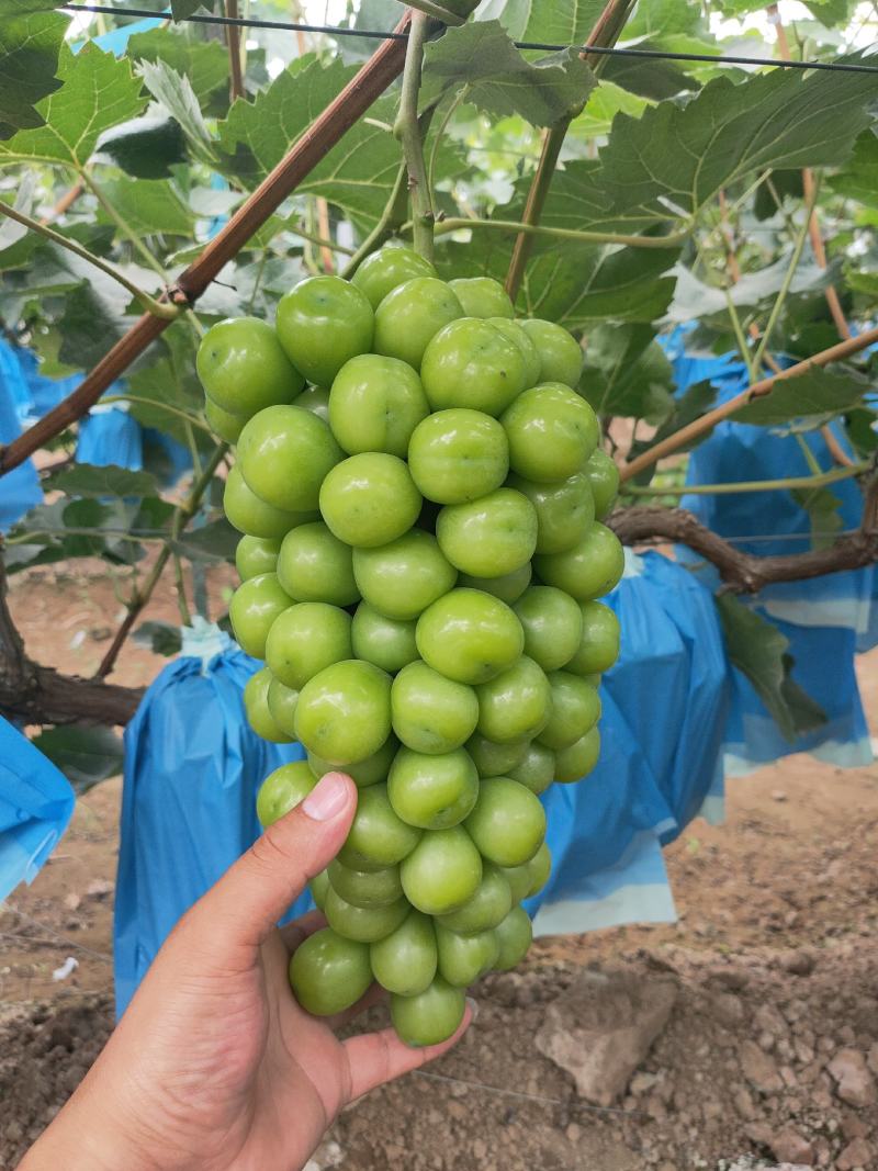 河北石家庄大量冷棚阳光玫瑰葡萄大量下树欢迎订购