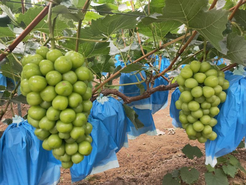河北石家庄大量冷棚阳光玫瑰葡萄大量下树欢迎订购
