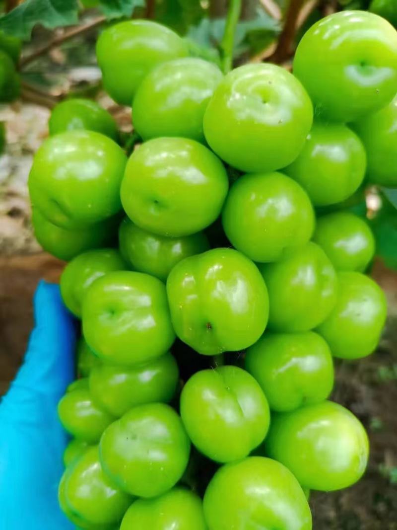 河北石家庄大量冷棚阳光玫瑰葡萄大量下树欢迎订购