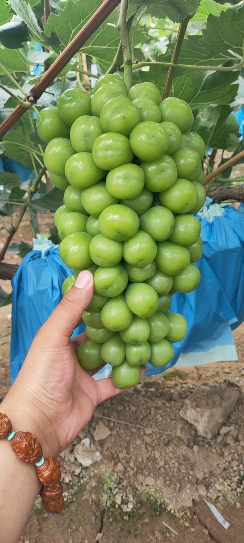 河北石家庄大量冷棚阳光玫瑰葡萄大量下树欢迎订购