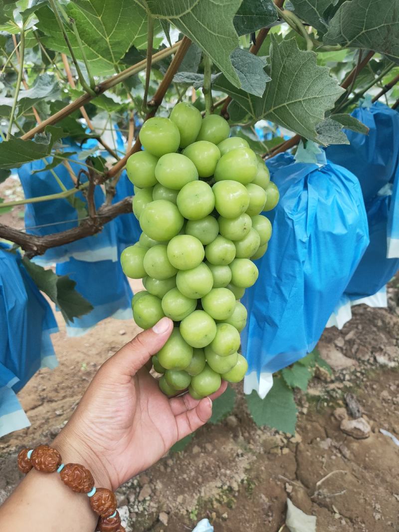 河北石家庄大量冷棚阳光玫瑰葡萄大量下树欢迎订购