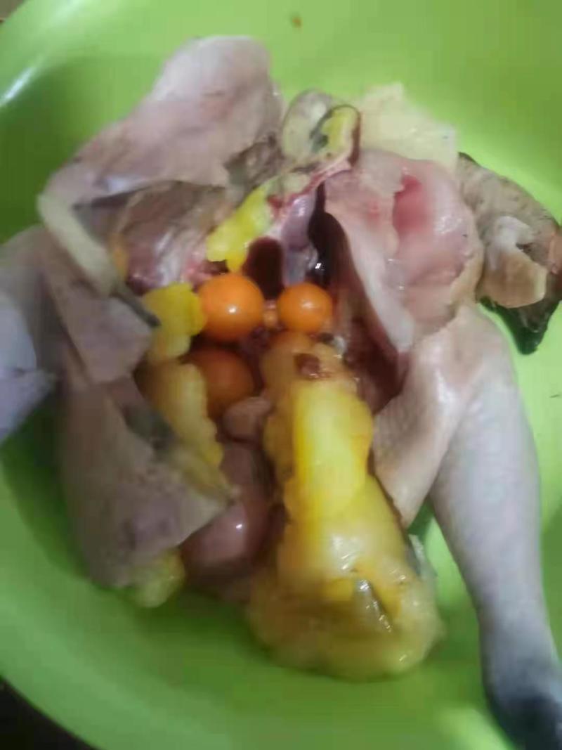 东北纯小笨鸡鸭鹅笨鸡蛋有想合作的可随时联系我洽谈合作伙伴