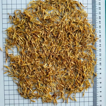 素馨花素馨花冷背中药材干净无杂质