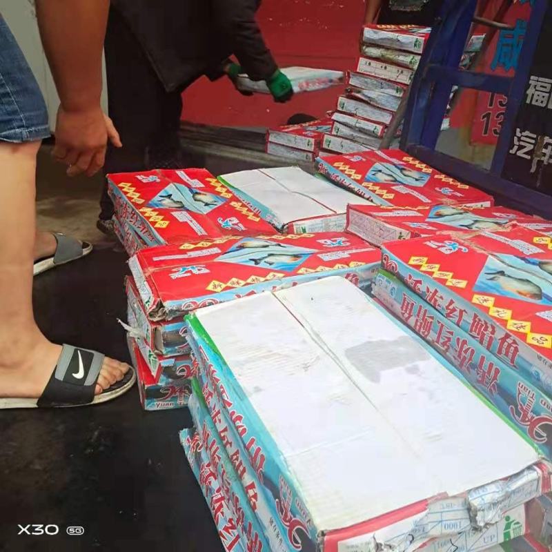 红鲳鱼鲜活速冻及时1箱6斤，4种规格一手货源不包邮