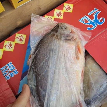 红鲳鱼鲜活速冻及时1箱6斤，4种规格一手货源不包邮