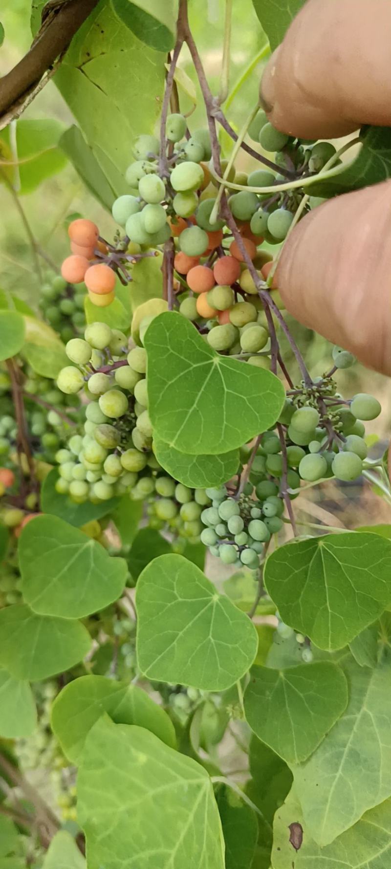 粉防己种子！大量出售多产高产防己种子