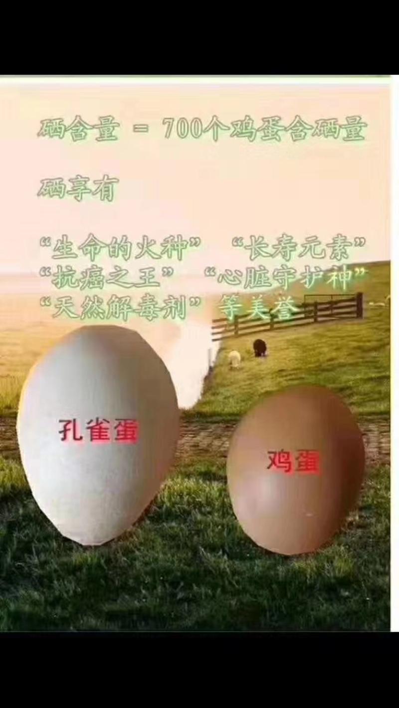 孔雀蛋食用蛋孔雀受精蛋可孵化小孔雀营养更充分