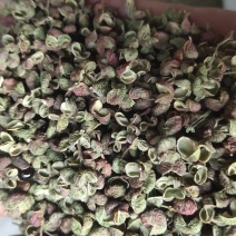 陕西青花椒