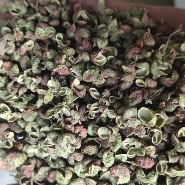陕西青花椒