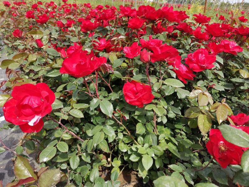 丰花月季，丰花月季杯苗，月季小苗，品种多，基地直供