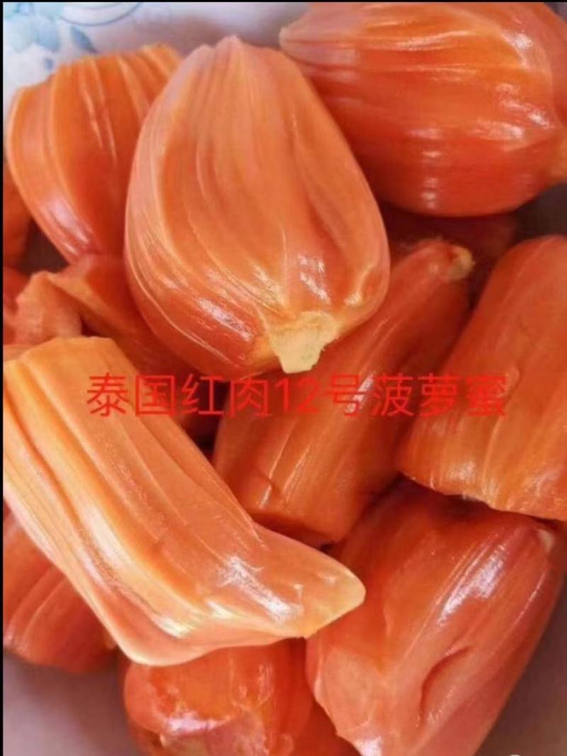 泰国红肉十二号菠萝蜜苗供应批发，品种纯正，全都是自产自销