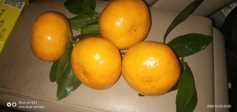 石门蜜橘，皮薄，无核，果型好，水份足，糖度15左右