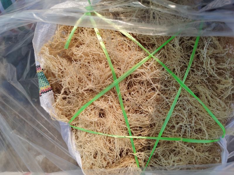 山东滕州优质龙须菜一手货源17斤干菜55斤半干菜特价销售