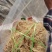山东滕州优质龙须菜一手货源17斤干菜55斤半干菜特价销售