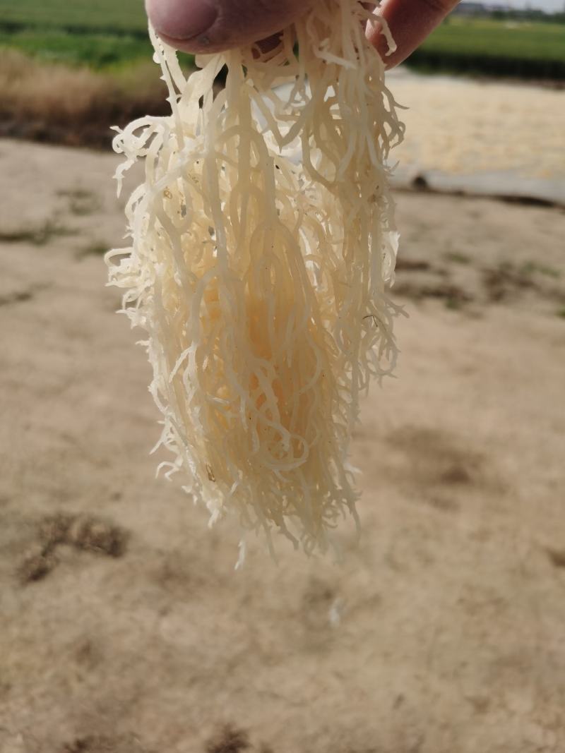 山东滕州优质龙须菜一手货源17斤干菜55斤半干菜特价销售