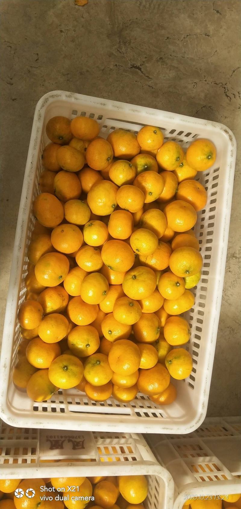 石门蜜橘，皮薄，无核，果型好，水份足，糖度15左右