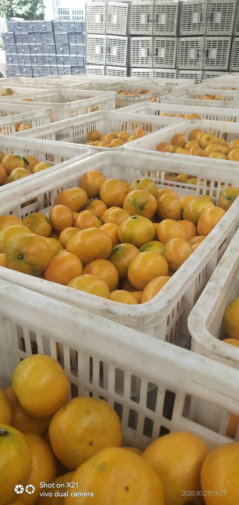 石门蜜橘，皮薄，无核，果型好，水份足，糖度15左右