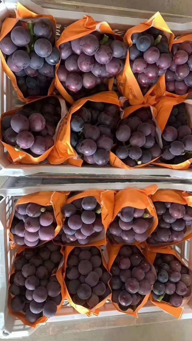 河北精品藤稔乒乓球大量上市，口感甜美，颗粒均匀。