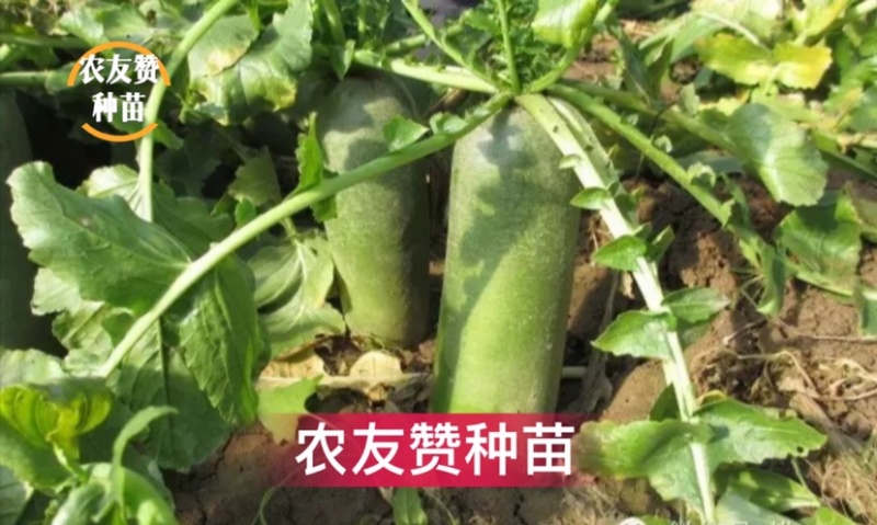 北斗75水果萝卜种子天津科润研究所高端水果萝卜种子