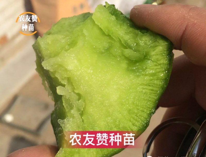 北斗75水果萝卜种子天津科润研究所高端水果萝卜种子