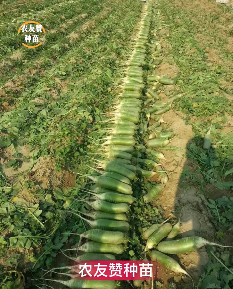北斗75水果萝卜种子天津科润研究所高端水果萝卜种子