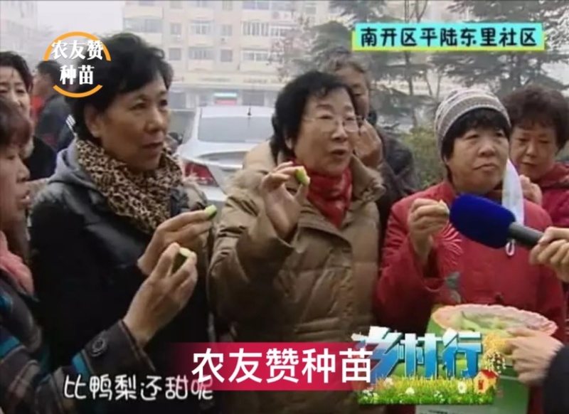 北斗75水果萝卜种子天津科润研究所高端水果萝卜种子