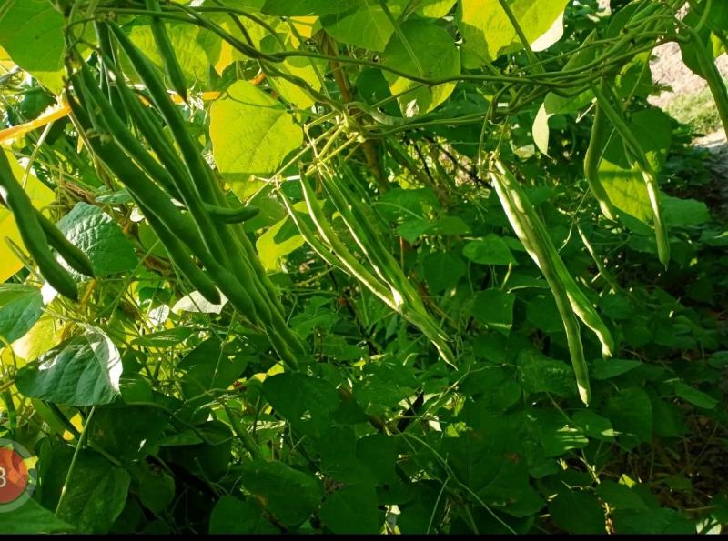 中早熟青龙188四季豆种子小金豆种子蔬菜种子春秋栽培