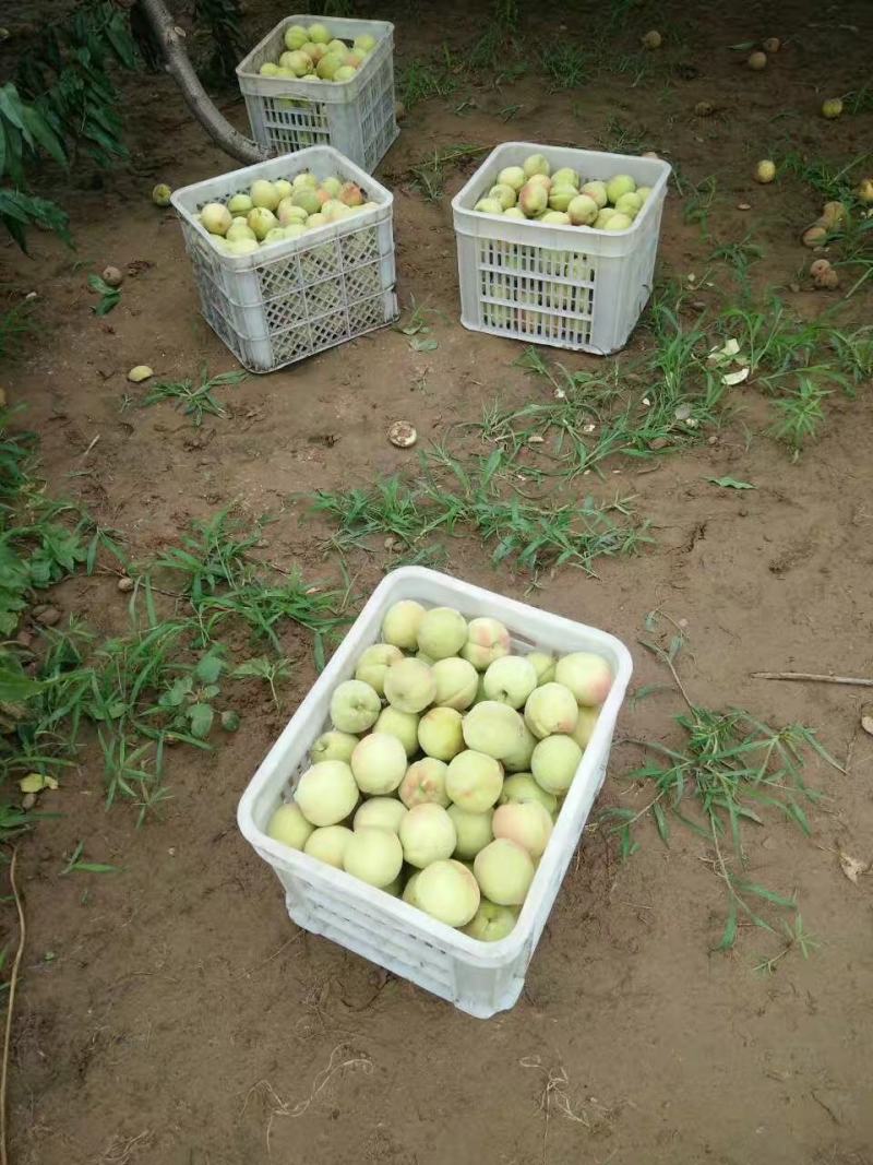 桃清桃