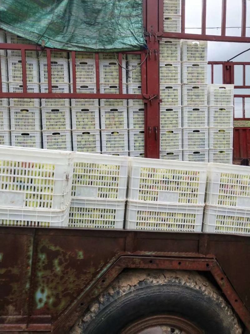 清桃北京十四号