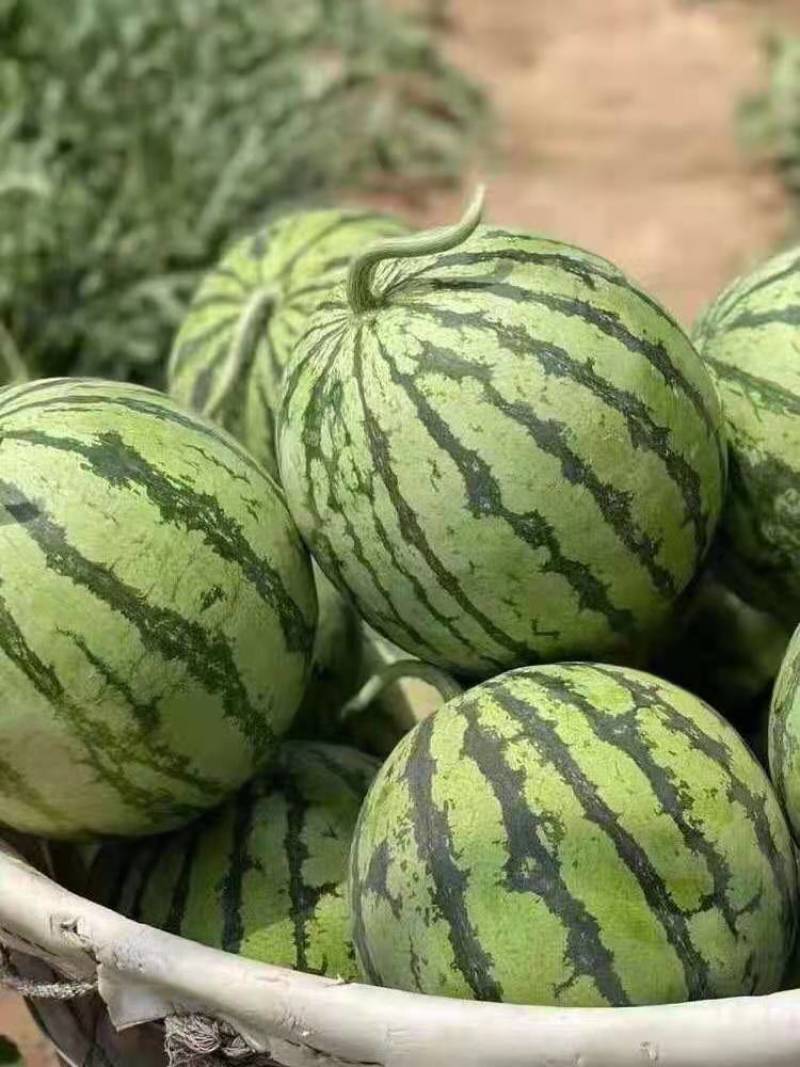 美都西瓜基地直供量大可视频看货欢迎来电联系