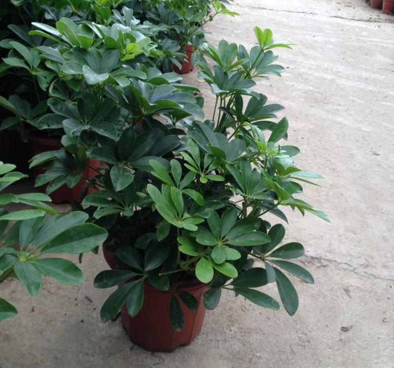鸭脚木盆栽植物室内好养客厅花卉绿植发财树招财八方来财