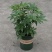鸭脚木盆栽植物室内好养客厅花卉绿植发财树招财八方来财