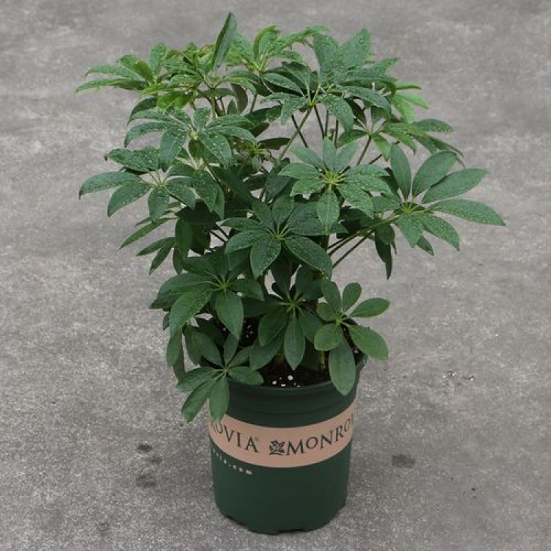 鸭脚木盆栽植物室内好养客厅花卉绿植发财树招财八方来财