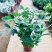 鸭脚木盆栽植物室内好养客厅花卉绿植发财树招财八方来财