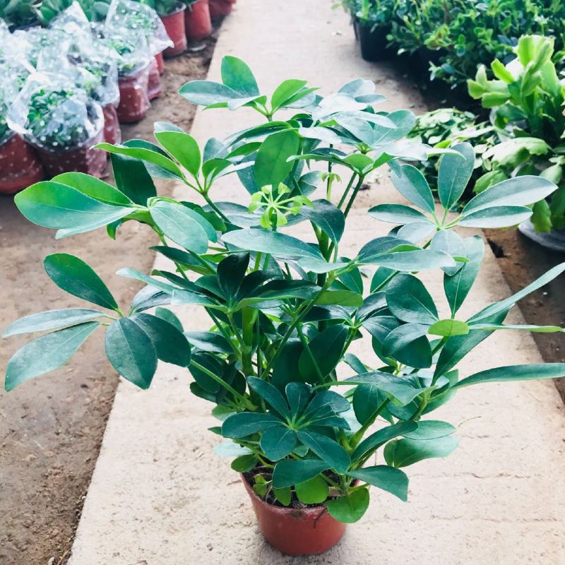 鸭脚木盆栽植物室内好养客厅花卉绿植发财树招财八方来财