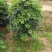鸭脚木盆栽植物室内好养客厅花卉绿植发财树招财八方来财