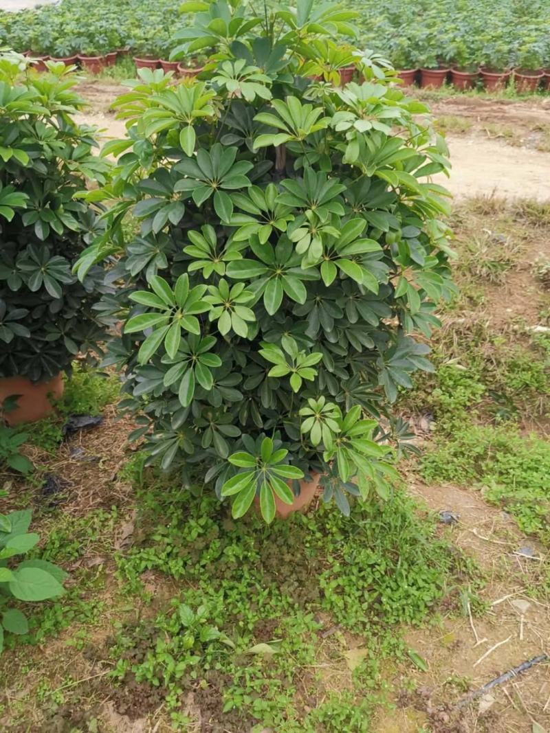 鸭脚木盆栽植物室内好养客厅花卉绿植发财树招财八方来财