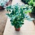鸭脚木盆栽植物室内好养客厅花卉绿植发财树招财八方来财