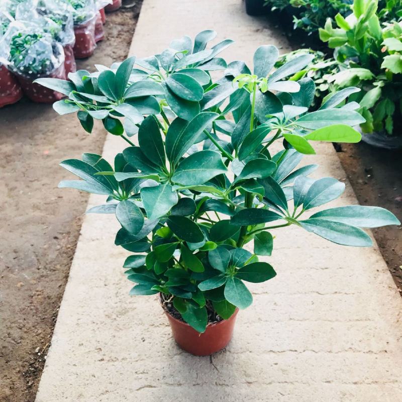 鸭脚木盆栽植物室内好养客厅花卉绿植发财树招财八方来财