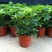 鸭脚木盆栽植物室内好养客厅花卉绿植发财树招财八方来财